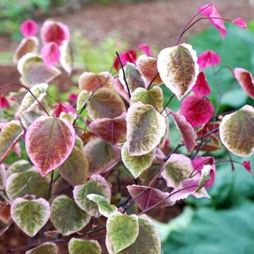 Cercis canadencis Carolina Sweetheart