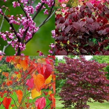 Cercis canadencis Forest Pansy - North American Redbud Tree - circa 1 metre tall