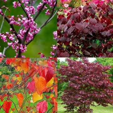 Cercis canadencis Forest Pansy - North American Redbud  - 120-140cm Tree