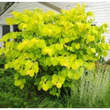 Cercis canadensis Hearts of Gold - circa 80-120cms tall