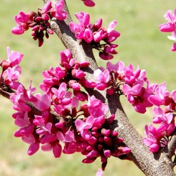 Cercis canadencis Merlot - Chinese Redbud or Judas Tree - Large Specimen