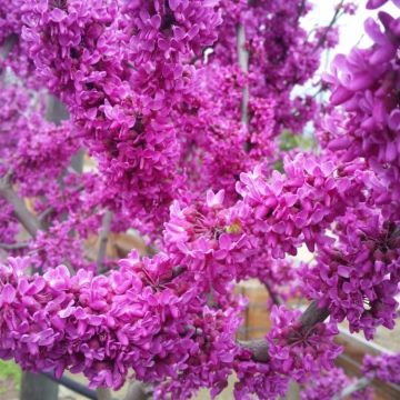 Cercis reniformis Oklahoma Redbud - North American Redbud Tree