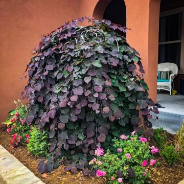 Cercis canadensis Ruby Falls - Weeping Redbud Judus Tree - 175-200cm