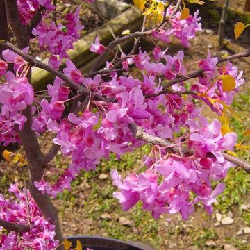 Cercis canadensis The Rising Sun - North American Redbud Tree