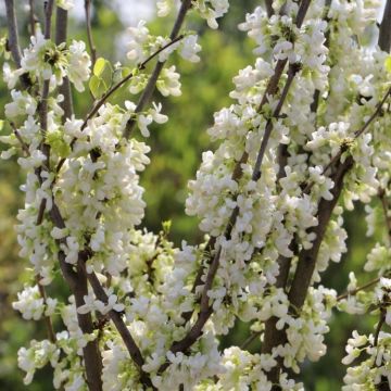 Cercis chinensis 'Shirobana' - White Chinese Redbud