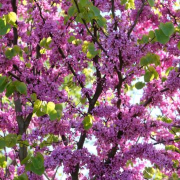 Cercis siliquastrum - Judas Tree