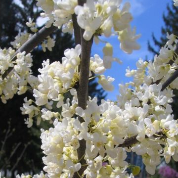 Cercis canadencis var texensis Texas White - North American Redbud Tree