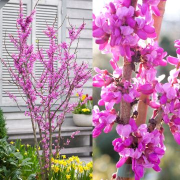 Cercis chinensis Avondale 