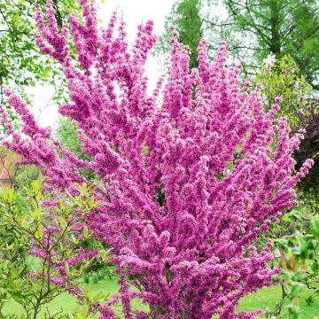 Cercis chinensis Avondale 