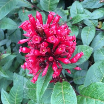 Cestrum fasciculatum var. 'Newellii' - Newell Cestrum