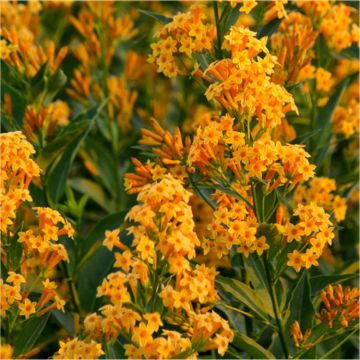 Cestrum parqui 'Orange Peel' Tree - Shrubby Willow Leaved Jessamine