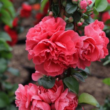 Chaenomeles Pink Storm - Double Flowering Ornamental Quince