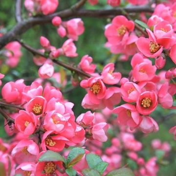 Chaenomeles x superba Pink Trail - Flowering Ornamental Quince