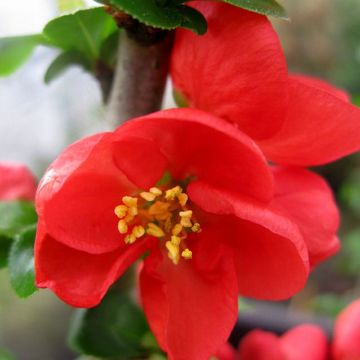 Chaenomeles Red Kimono – Flowering Quince