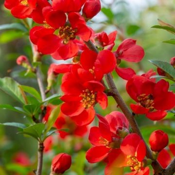 Chaenomeles x superba Red Trail - Flowering Ornamental Quince