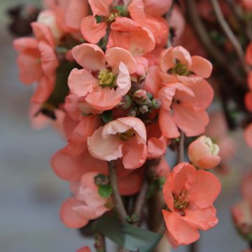 Chaenomeles x superba 'Salmon Horizon' - Flowering Quince