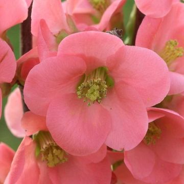 Chaenomeles Eximia - Large Flowering Ornamental Quince