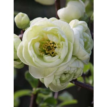 Chaenomeles Kinshiden - Double Flowering Ornamental Quince