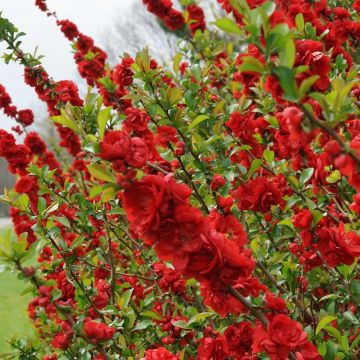 Chaenomeles speciosa Scarlet Strom - Double Flowering Quince