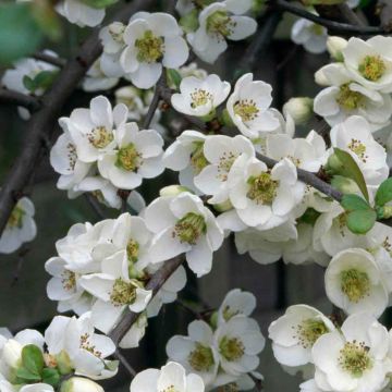 Chaenomeles speciosa Nivalis - White Flowering Quince