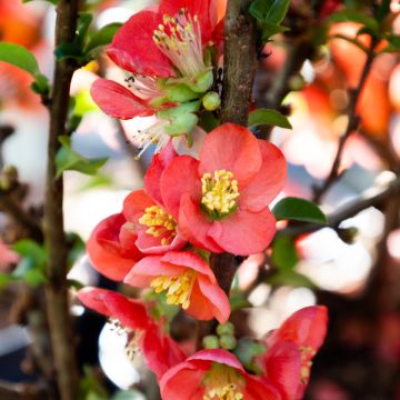 Chaenomeles Red Kimono – Flowering Quince