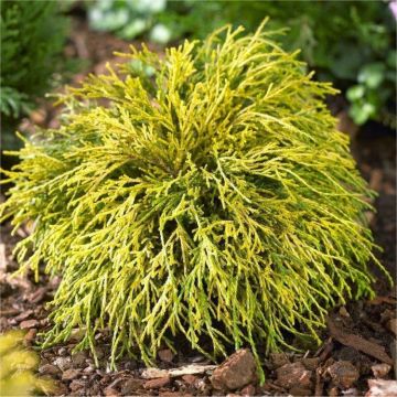 Chamaecyparis pisifera Sungold