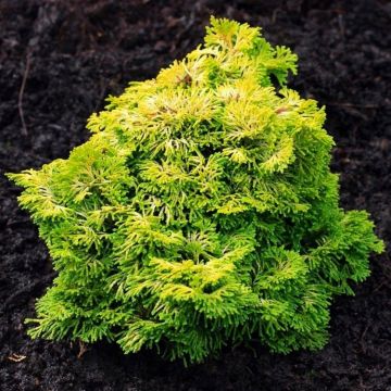 Chamaecyparis obtusa nana gracilis aurea - Hinoke False Cypress - Dwarf Slow Growing Conifer