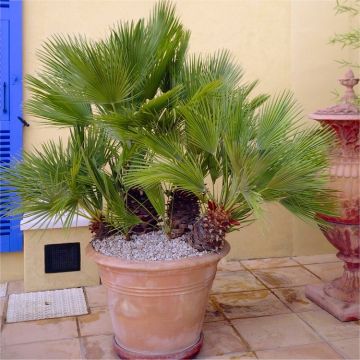 Chamaerops Humilis - Hardy Mediterranean Fan Palm - 80-90cm tall