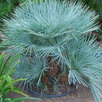 Chamaerops humilis Cerifera - Blue Mediterranean Fan Palm plants