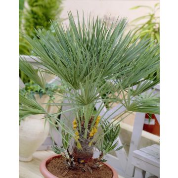 Chamaerops Humilis - Hardy Mediterranean Fan Palm - 60-70cms tall