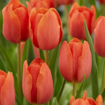 Tulip Charade - Pack of 6 Bulbs
