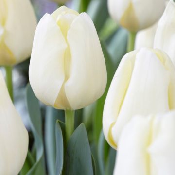 Tulip Cheers - Pack of 12