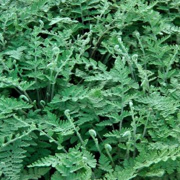 Cheilanthes Lanosa - Hairy Lip Fern