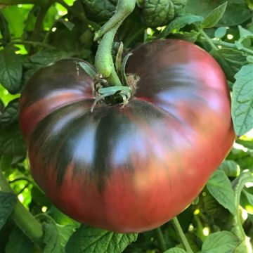 Tomato Plant Cherokee Purple