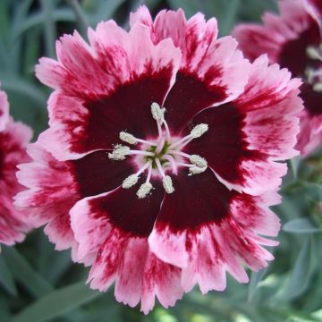 Dianthus Cherry Burst