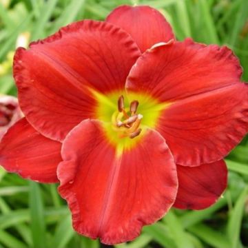 Hemerocallis Cherry Catherine - Pack of THREE Plants