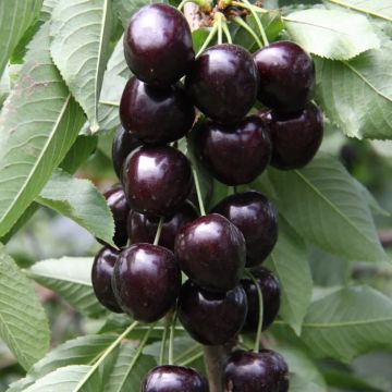 Patio Fruit Tree - Cherry Kordia - Prunus avium Kordia