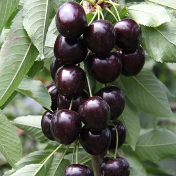 Prunus avium Kordia - Cherry Tree Prunus avium Kordia - Cherry Tree