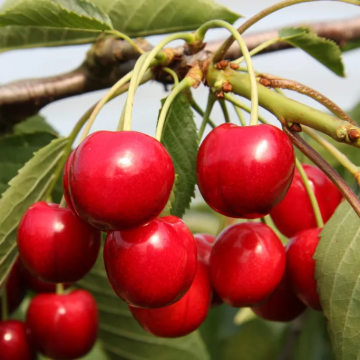 Cherry Tree - Summer Sun Bush (Colt)
