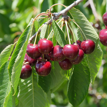 Cherry Tree - Sunburst Patio (Gisela 5)