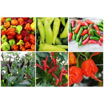 Traditional Chilli Pepper Collection -  Pack of SIX Plants