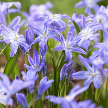 SPECIAL DEAL - Chionodoxa Luciliae - Pack of 20 bulbs