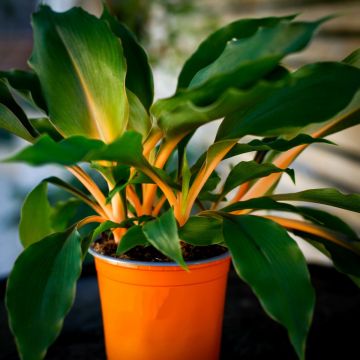 Orange Spider Plant Fire Flash Chlorophytum Rare Houseplant