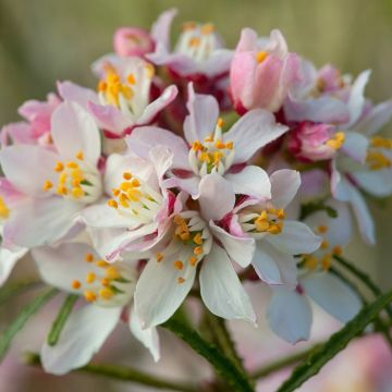 Choisya ternata Apple Blossom - LARGE