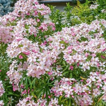 Choisya ternata Apple Blossom - Evergreen Flowering Shrub