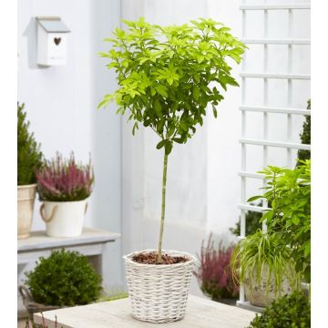 Golden Mexican Orange Blossom Choisya Tree - Perfect for Patios