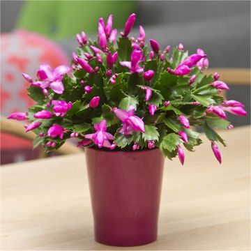 Flowering Cactus 'Schlumbergera' - Christmas Cactus - Large Plant