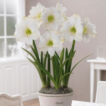 WINTER SALE - Snowy White Amaryllis - Hippeastrum