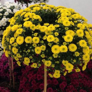 Colourful Garden Mum Chrysanthemum Patio Tree Colourful Garden Mum Chrysanthemum Patio Tree