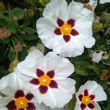 Cistus purpureus Alan Fradd